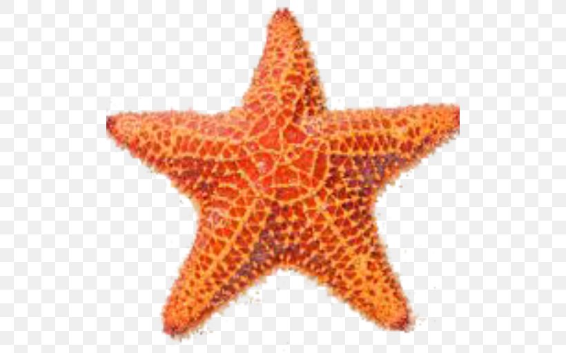 Shore Starfish Stock Photography Royalty-free, PNG, 512x512px, Shore, Beach, Crownofthorns Starfish, Depositphotos, Echinoderm Download Free