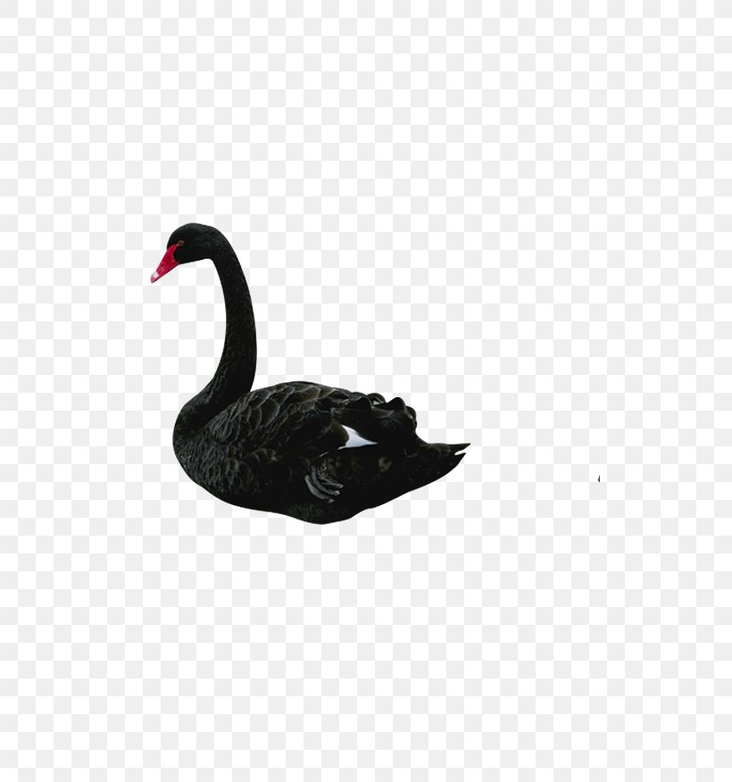 Swan theory black What is