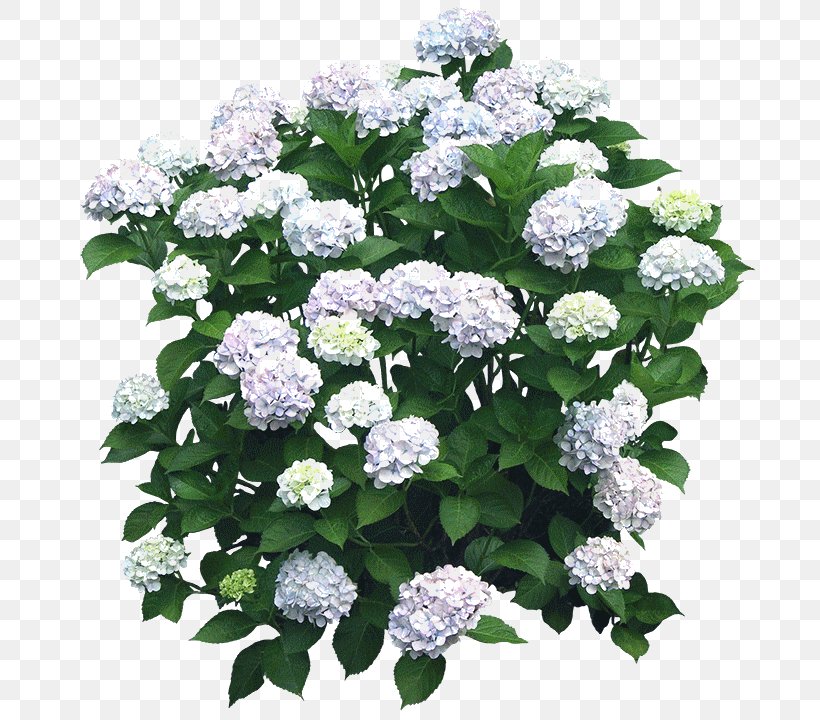 Flower Garden Shrub French Hydrangea Tree, PNG, 705x720px, Flower, Annual Plant, Candytuft, Cornales, Cut Flowers Download Free