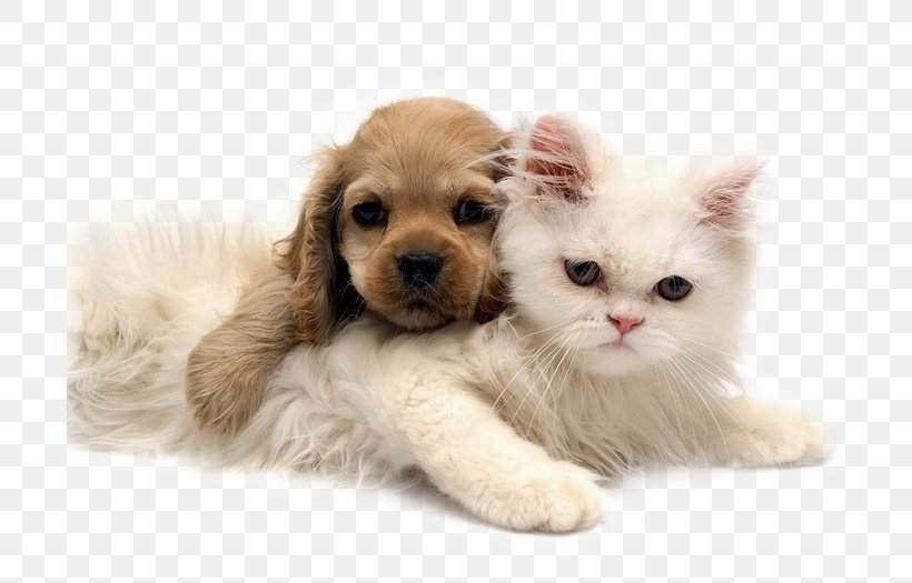 Kitten Puppy Golden Retriever Chow Chow Jack Russell Terrier, PNG, 700x525px, Kitten, Carnivoran, Cat, Cat Like Mammal, Chow Chow Download Free