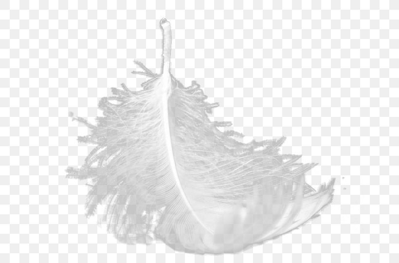 Sports Car White Feather, PNG, 677x540px, Sports Car, Black, Black And White, Car, Feather Download Free