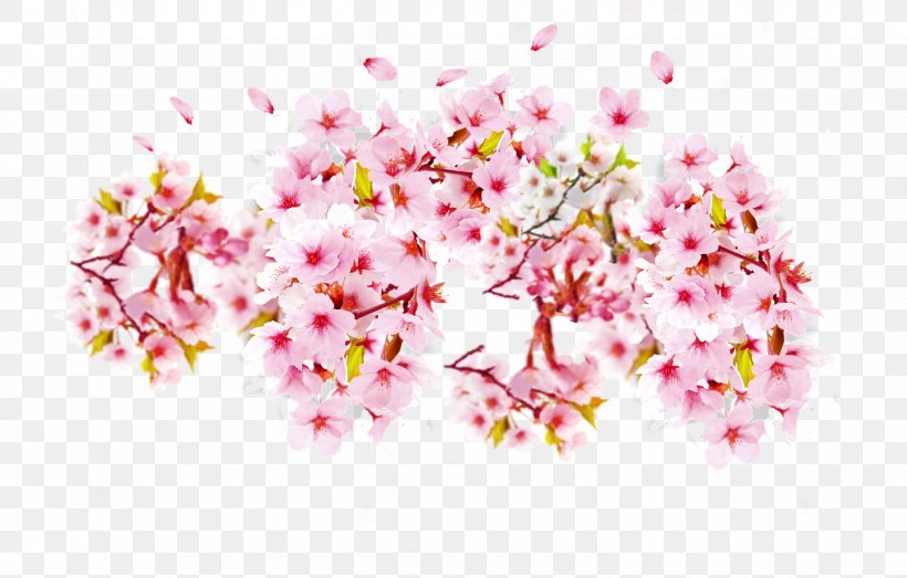 Cherry Blossom Floral Design Flower, PNG, 1600x1021px, Blossom, Branch, Cherry, Cherry Blossom, Cut Flowers Download Free