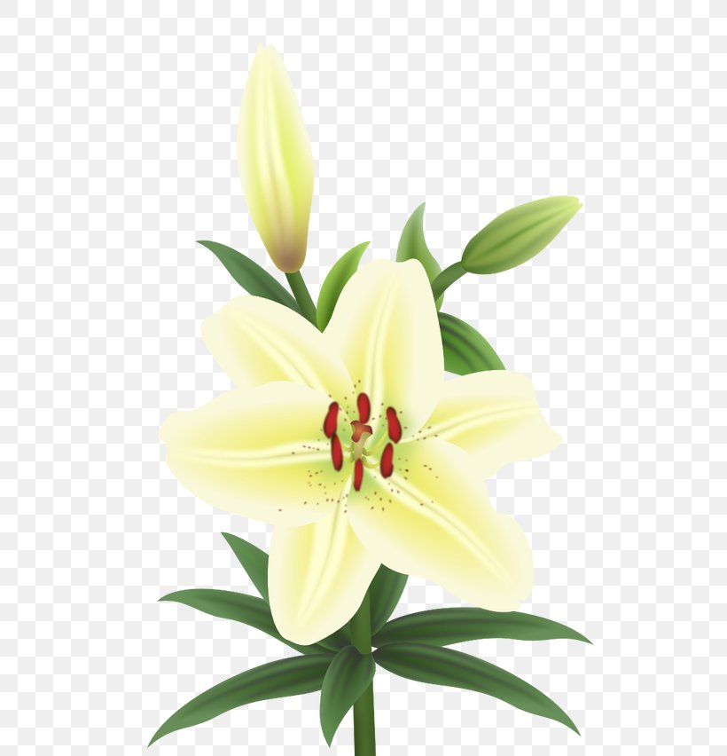 Cut Flowers Plant Stem Petal Lily M, PNG, 572x852px, Cut Flowers, Flower, Flowering Plant, Lily, Lily Family Download Free