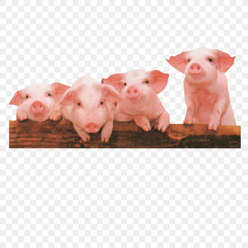 Domestic Pig, PNG, 2362x2362px, Pig, Designer, Domestic Pig, Livestock, Mammal Download Free