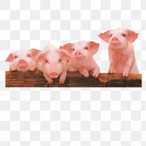 Three Little Pigs Images, Three Little Pigs Transparent PNG, Free download