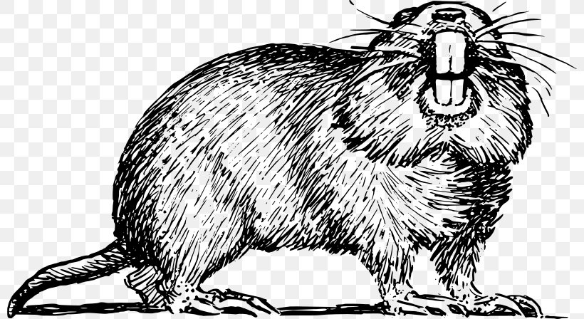 Download Clip Art, PNG, 800x448px, Gopher, Beaver, Black And White, Carnivoran, Domestic Rabbit Download Free