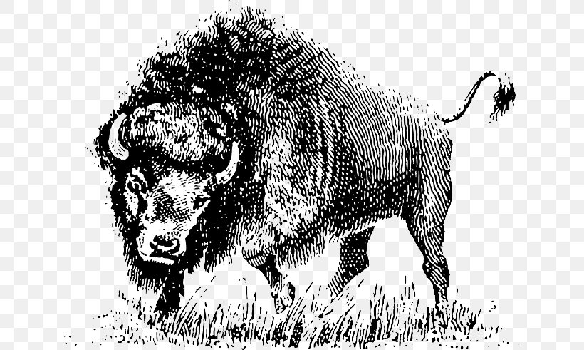 Drawing Clip Art, PNG, 640x491px, Drawing, American Bison, Big Cats, Bison, Black And White Download Free