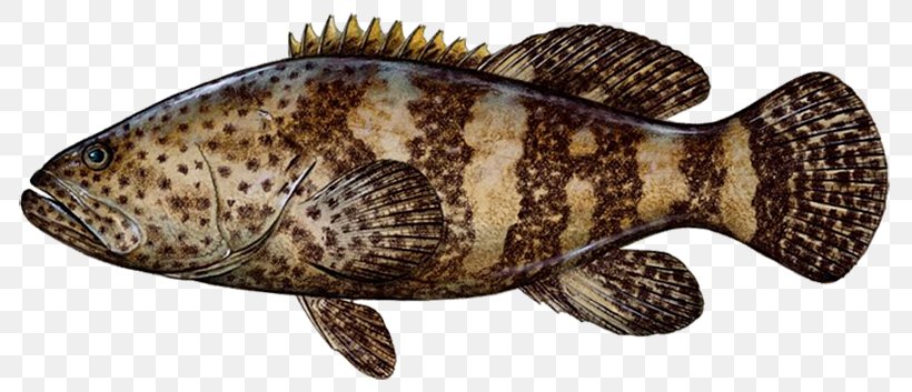 Fishing Grouper Snapper Game Fish, PNG, 800x353px, Fishing, Animal Figure, Atlantic Goliath Grouper, Bottom Fishing, Coast Download Free