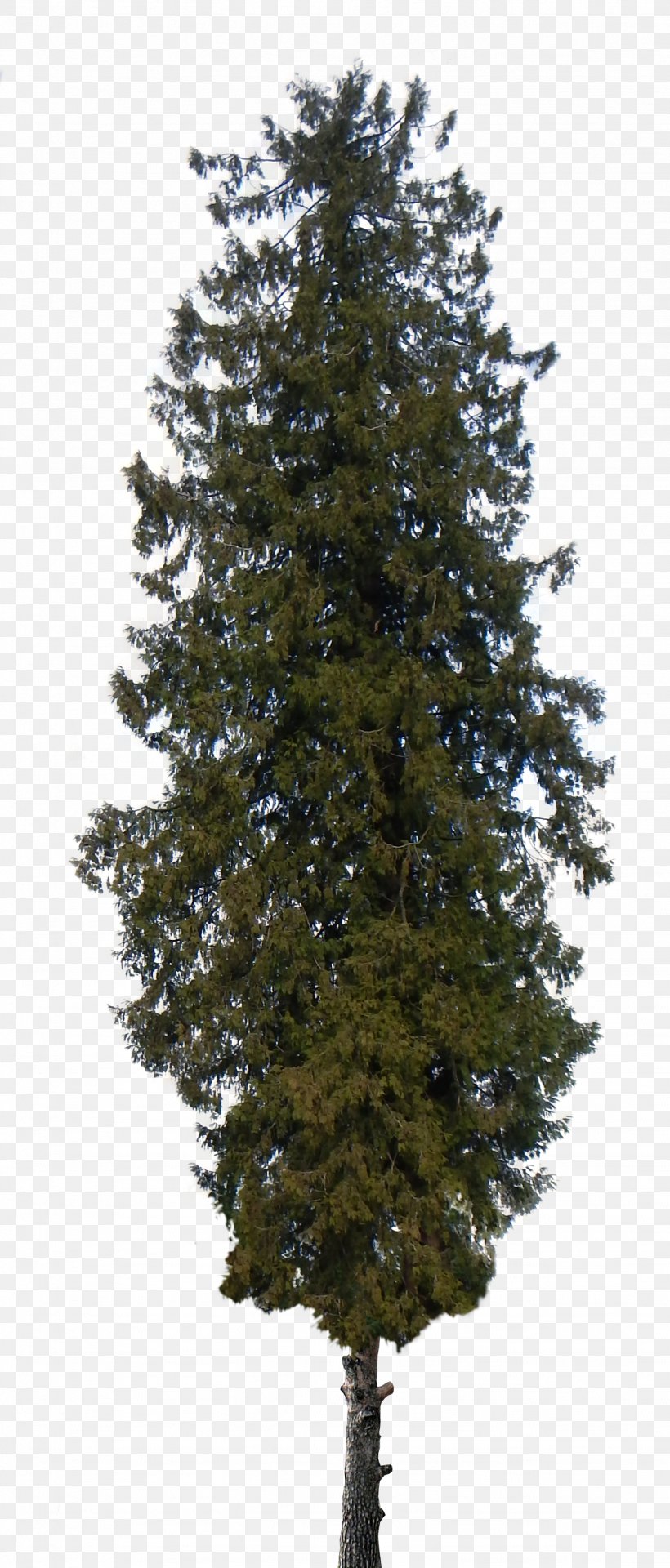 Pine Tree Shrub Cedar Clip Art, PNG, 1434x3358px, Pine, Araucaria Columnaris, Biome, Branch, Cedar Download Free