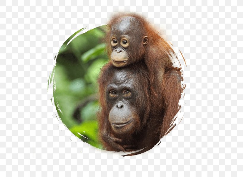 Sepilok Orang Utan Rehabilitation Centre Sumatran Orangutan Bornean Orangutan Chimpanzee, PNG, 600x600px, Sumatra, Ape, Bornean Orangutan, Borneo, Borneo Orangutan Survival Download Free