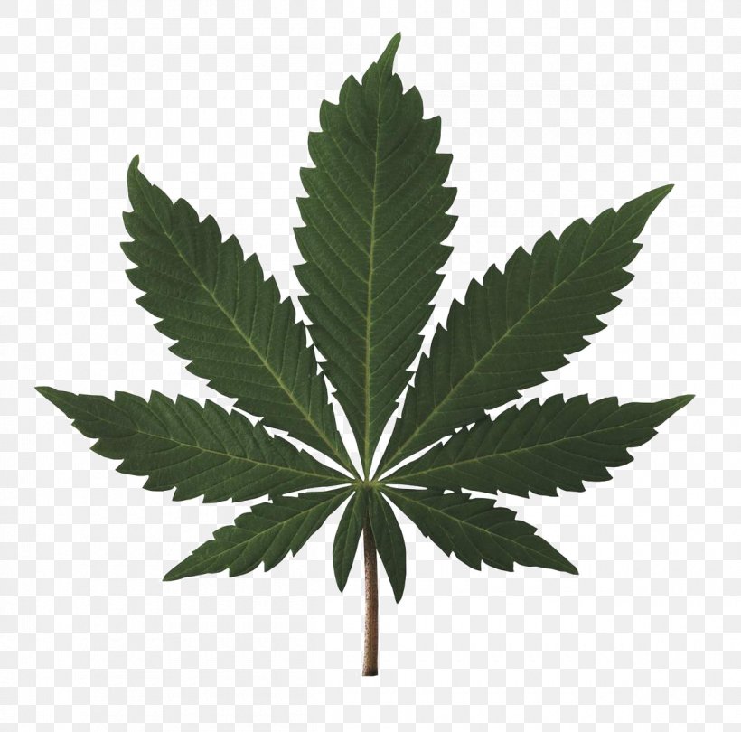 Cannabis : A History Medical Cannabis Legalization Legality Of Cannabis, PNG, 1200x1186px, Cannabis A History, Cannabis, Cannabis Industry, Cannabis Shop, Decriminalization Download Free