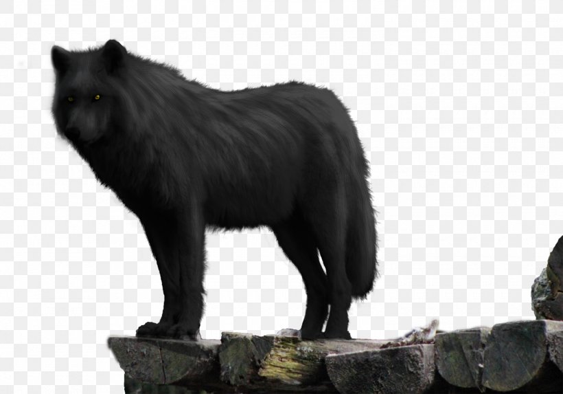 Dog Cat Wolf Walking Black Wolf Canidae, PNG, 1500x1049px, Dog, Animal, Arctic Wolf, Black Wolf, Canidae Download Free