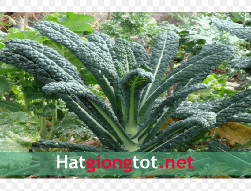 Lacinato Kale Seed, PNG, 870x664px, Lacinato Kale, Grass, Kale, Leaf Vegetable, Plant Download Free