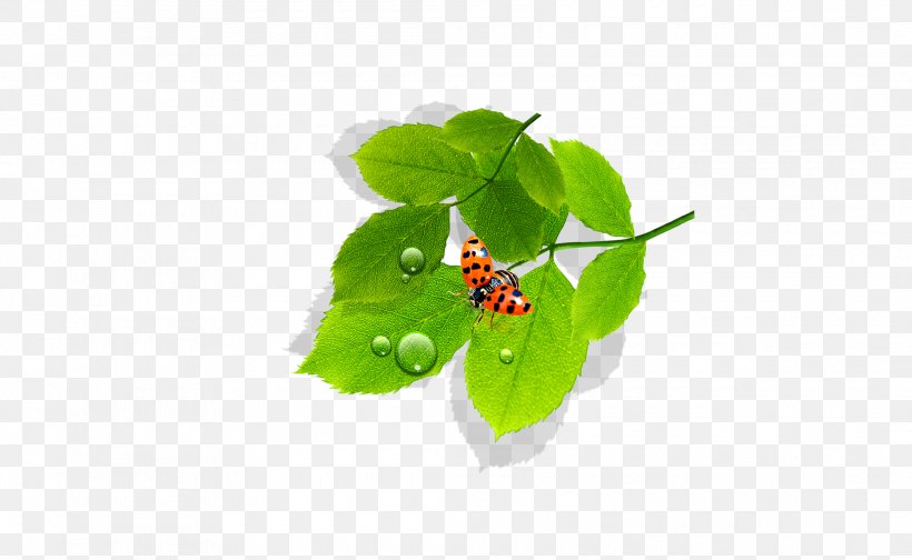 Leaf Dew Euclidean Vector, PNG, 2120x1304px, Leaf, Dew, Green, Insect, Ladybird Download Free