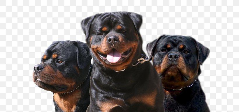 Rottweiler Dog Breed Puppy Companion Dog Bullmastiff, PNG, 650x385px, Rottweiler, Boxer, Breed, Bullmastiff, Carnivoran Download Free