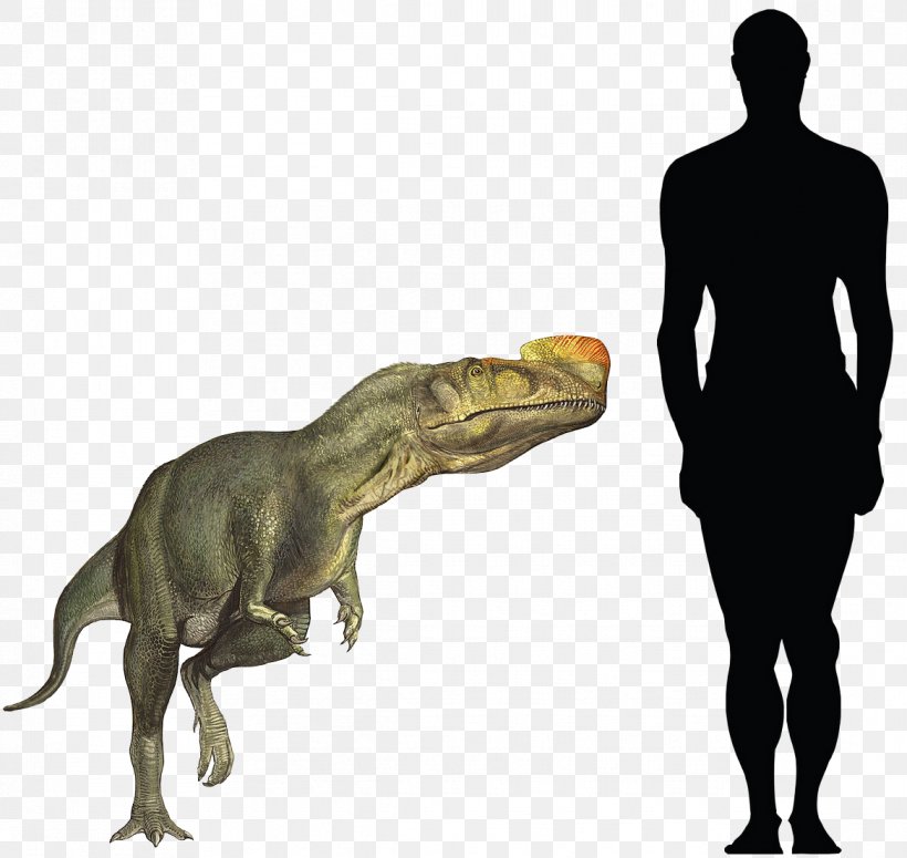 Tyrannosaurus Kileskus Proceratosaurus Sinotyrannus Spinosaurus, PNG, 1168x1104px, Tyrannosaurus, Afrovenator, Coelurosauria, Deinonychus, Dinosaur Download Free