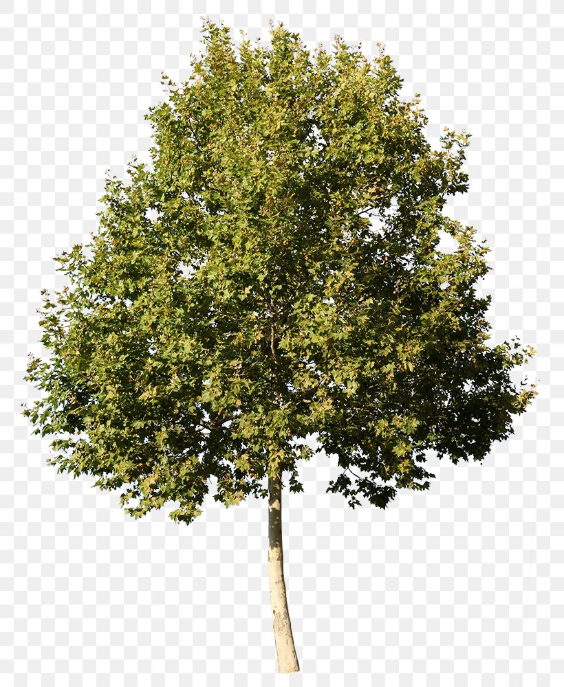 American Sycamore Glogster Deciduous Tree Architecture, PNG, 785x1000px, American Sycamore, Architectural Rendering, Architecture, Birch, Canoe Birch Download Free