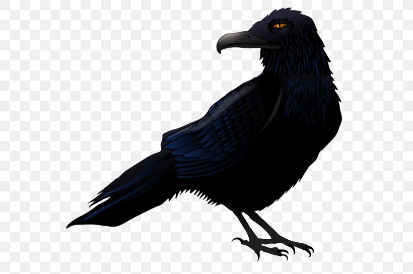 Common Raven Bird Clip Art, PNG, 600x544px, Common Raven, American Crow, Beak, Bird, Crow Download Free