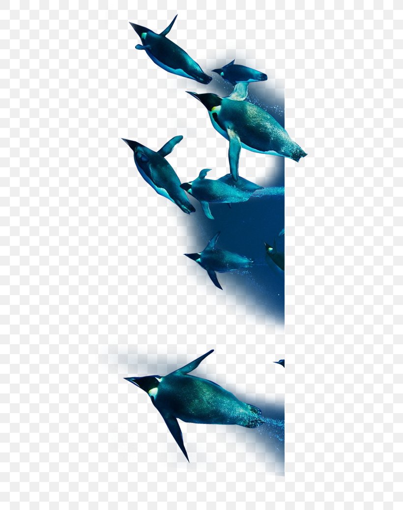 Dolphin Penguin, PNG, 434x1037px, Dolphin, Animal, Cetacea, Deep Sea, Deep Sea Creature Download Free