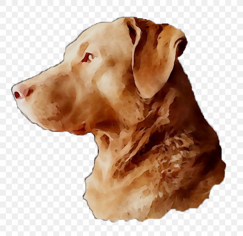 Labrador Retriever Dog Breed Gun Dog Snout, PNG, 1101x1070px, Labrador Retriever, Breed, Canidae, Carnivore, Dog Download Free