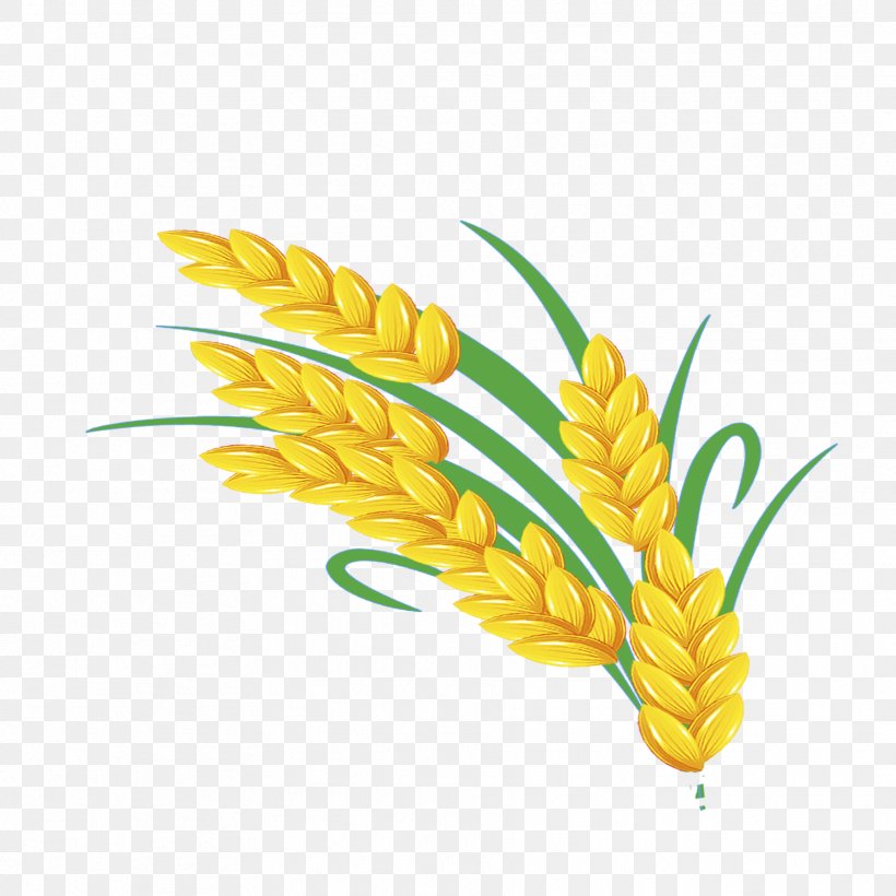 Wheat, PNG, 1772x1772px, Wheat, Cartoon, Commodity, Corn On The Cob,  Drawing Download Free