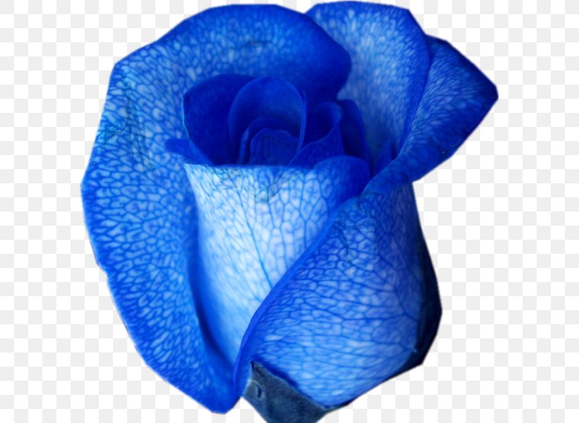 Blue Rose Flower Color, PNG, 600x600px, Blue Rose, Blue, Cobalt Blue, Color, Cut Flowers Download Free
