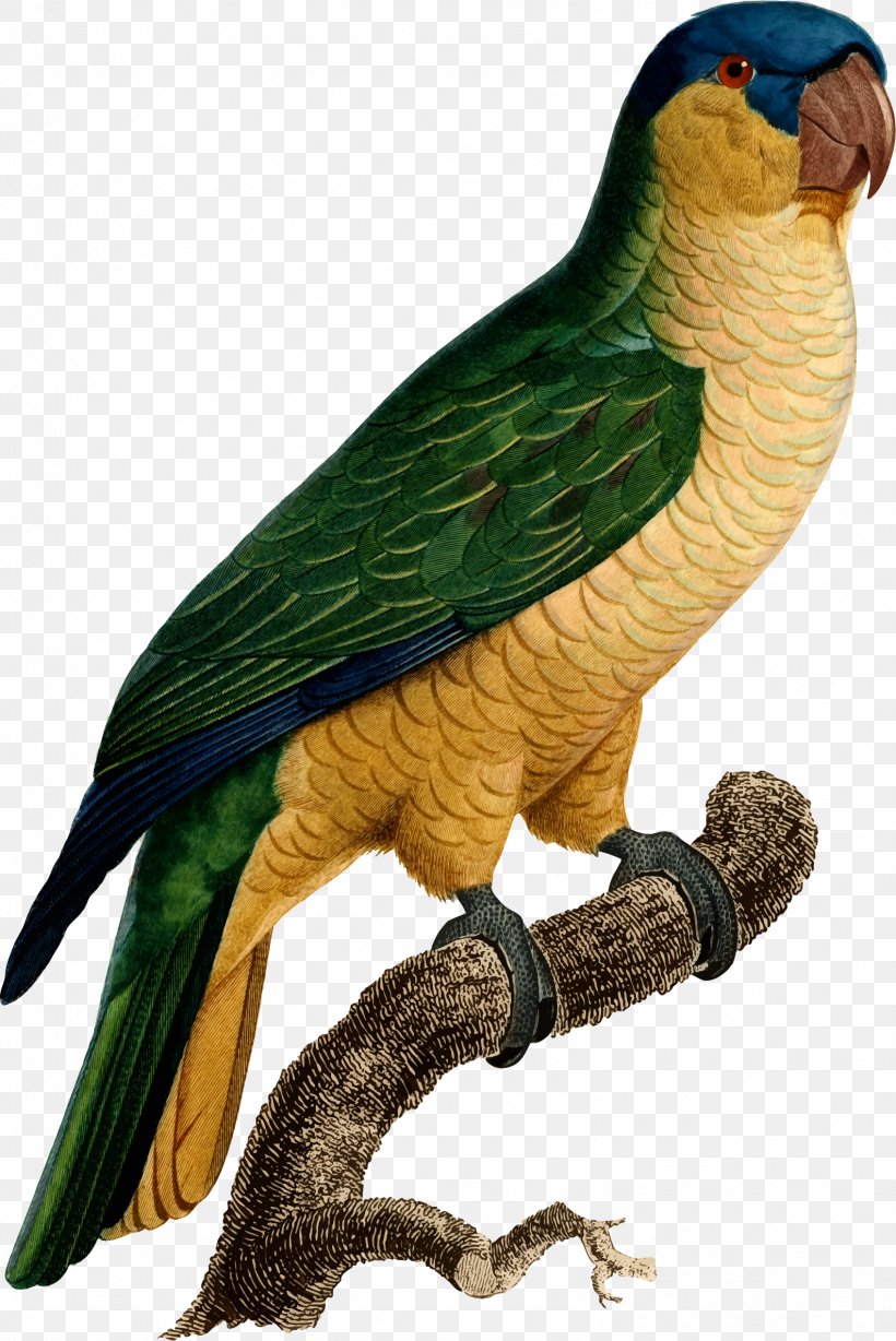 Budgerigar Parrot Macaw Bird Histoire Naturelle Des Perroquets, PNG, 1586x2377px, Budgerigar, Animal, Beak, Bird, Common Pet Parakeet Download Free