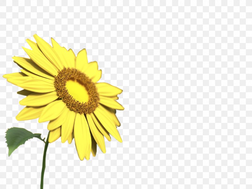 Common Sunflower Sunflower Yellow, PNG, 1024x768px, Common Sunflower, Computer, Daisy, Daisy Family, Flower Download Free