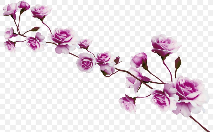 Cut Flowers Floral Design Clip Art, PNG, 800x508px, Flower, Blossom, Branch, Bud, Cherry Blossom Download Free