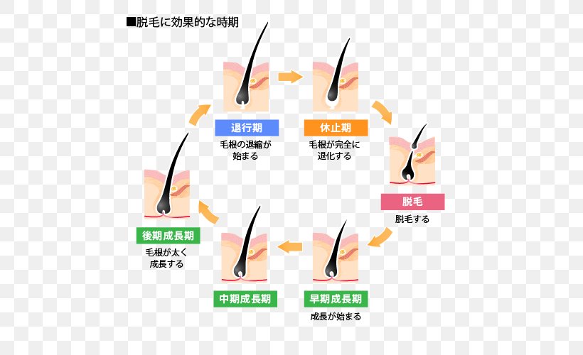 Laser Hair Removal Pubic Hair Hair Follicle, PNG, 500x500px, Hair Removal, Beard, Brand, Diagram, Goose Bumps Download Free