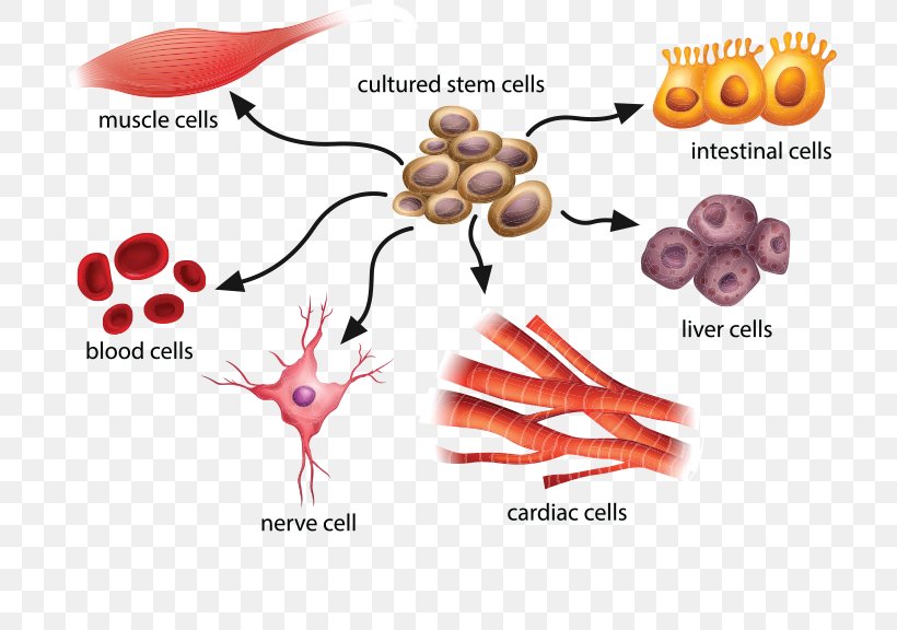 Adult Stem Cell Stem-cell Therapy Stem Cell Controversy, PNG, 720x576px, Watercolor, Cartoon, Flower, Frame, Heart Download Free