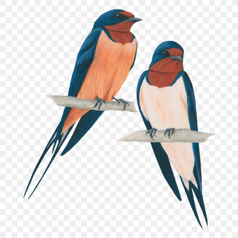 Barn Swallow Bird Parakeet Violet-green Swallow, PNG, 1024x1024px, Swallow, Barn Swallow, Beak, Bird, Bird Nest Download Free