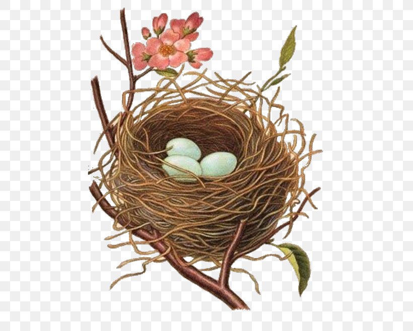 Edible Bird's Nest Bird Nest, PNG, 480x659px, Bird, Art, Bird Nest, Botanical Illustration, Craft Download Free