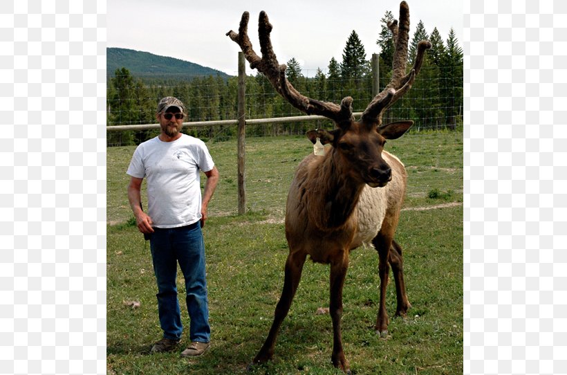 Elk Reindeer Antler Moose, PNG, 736x542px, Elk, Antler, Antlers By Cody, Chandelier, Deer Download Free