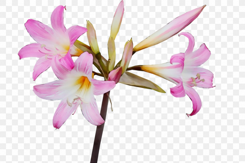 Flower Plant Petal Pink Fawn Lily, PNG, 1280x853px, Watercolor, Amaryllis Belladonna, Amaryllis Family, Cattleya, Crinum Download Free