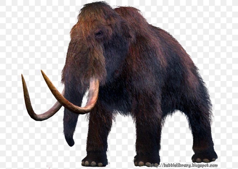Mammuthus Meridionalis Woolly Mammoth Steppe Mammoth Extinction Elephantidae, PNG, 690x584px, Mammuthus Meridionalis, African Elephant, Columbian Mammoth, Dodo, Elephant Download Free