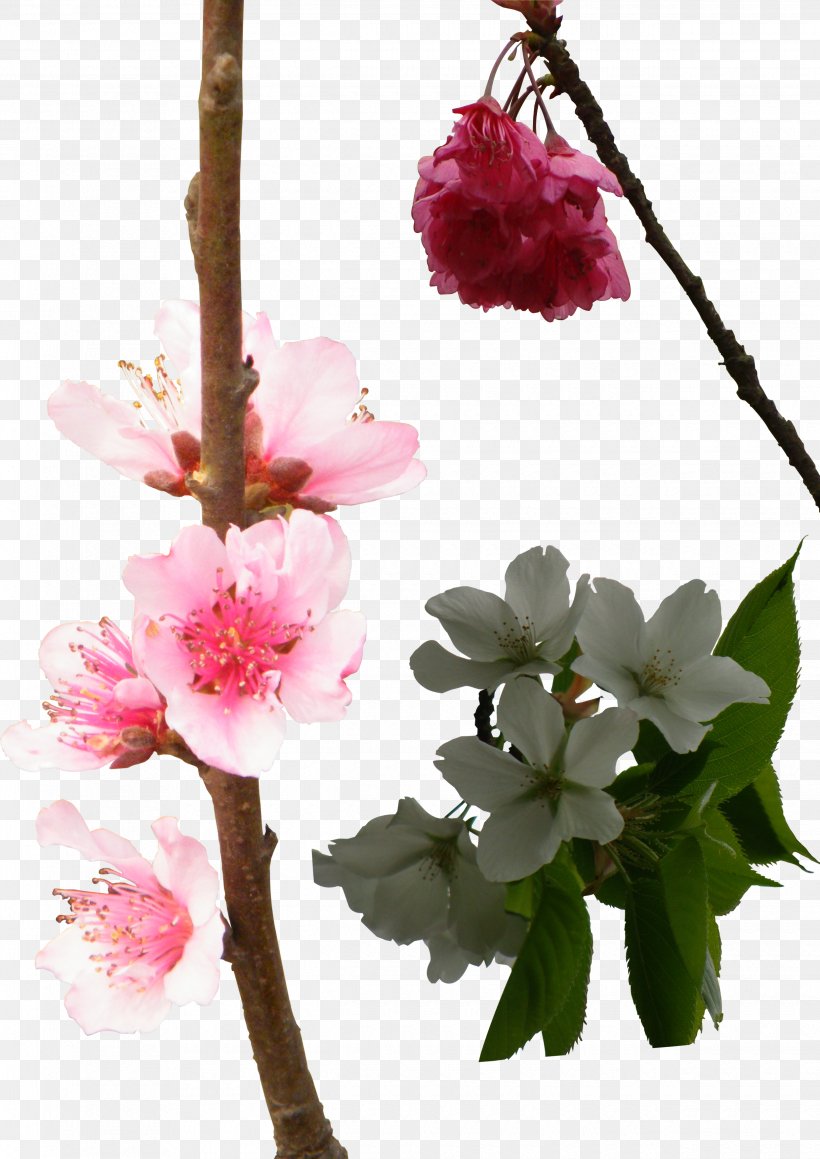 National Cherry Blossom Festival Floral Design, PNG, 2480x3508px, National Cherry Blossom Festival, Blossom, Branch, Cherry Blossom, Floral Design Download Free