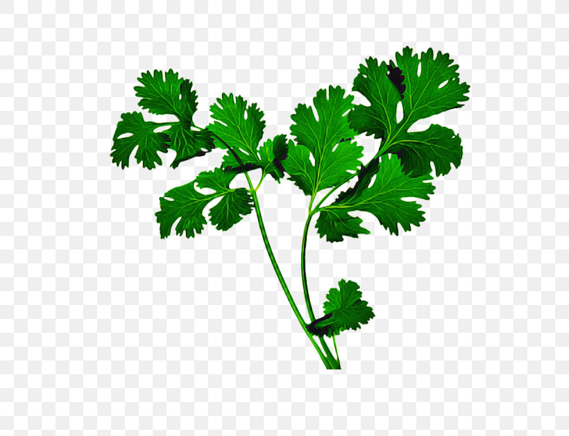 Parsley, PNG, 594x629px, Leaf, Chervil, Chinese Celery, Flower, Herb Download Free