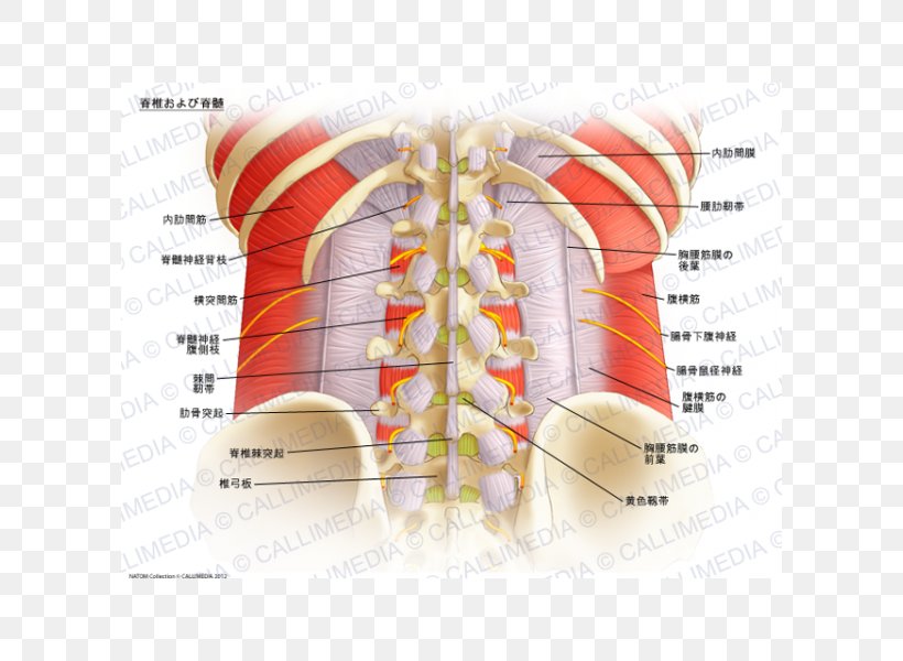 Spinal Nerve Spinal Cord Vertebral Column Anatomy, PNG, 600x600px, Watercolor, Cartoon, Flower, Frame, Heart Download Free