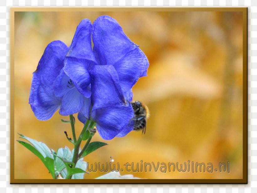 Violet Petal Wildflower Annual Plant Bellflowers, PNG, 1500x1132px, Violet, Annual Plant, Bellflower Family, Bellflowers, Blue Download Free