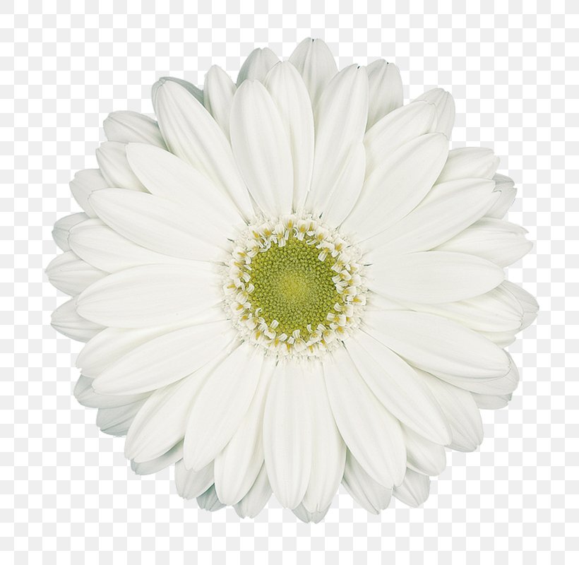 Common Daisy Transvaal Daisy White Chrysanthemum Daisy Family, PNG, 800x800px, Common Daisy, Asterales, Chrysanthemum, Chrysanths, Color Download Free