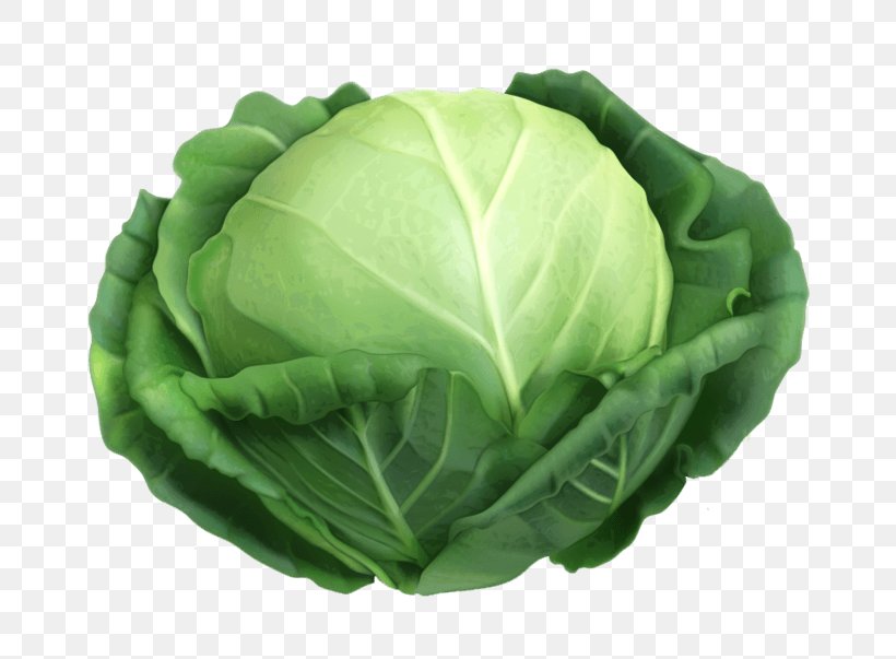 Malfouf Salad Cabbage Vector Graphics Vegetable Clip Art, PNG, 803x603px, Malfouf Salad, Cabbage, Chinese Cabbage, Collard Greens, Food Download Free
