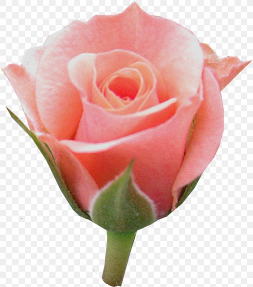Flower Floribunda Centifolia Roses Garden Roses, PNG, 1078x1223px, Flower, Advertising, Bayan Mod, Bud, Centifolia Roses Download Free