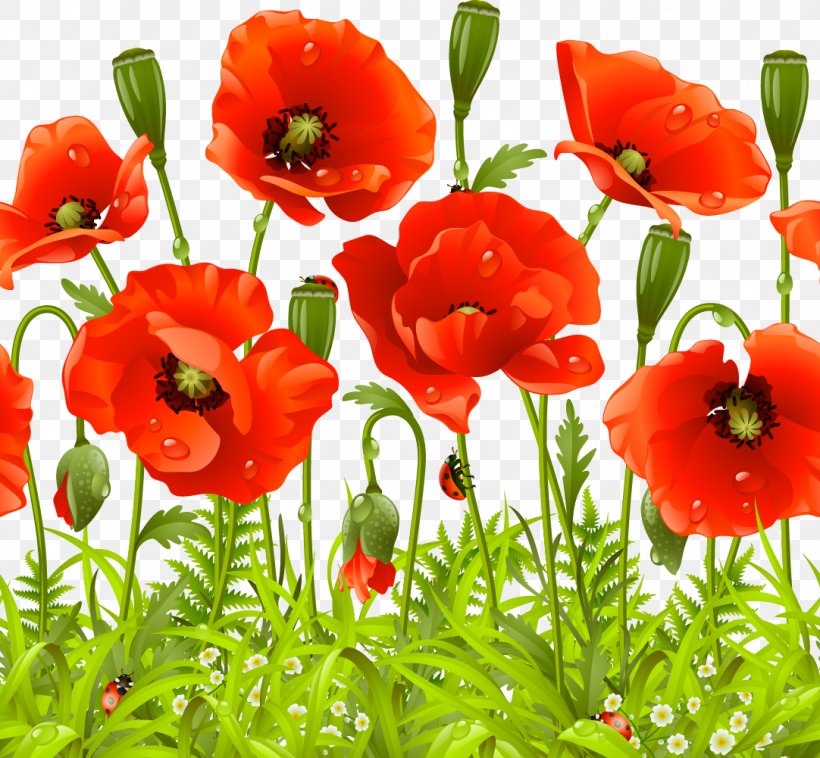 Remembrance Poppy Flower Common Poppy, PNG, 1082x1001px, Poppy, Annual Plant, California Poppy, Common Poppy, Coquelicot Download Free