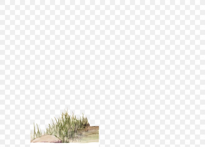 Tree Grasses Plant Sky Family, PNG, 1600x1153px, Tree, Family, Grass, Grass Family, Grasses Download Free