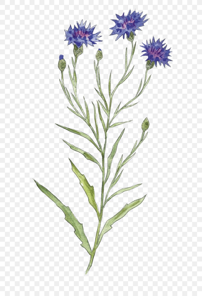 Corncockle Cornflower Seed Flower Of The Fields, PNG, 650x1200px, Corncockle, Aster, Botany, Common Poppy, Cornflower Download Free