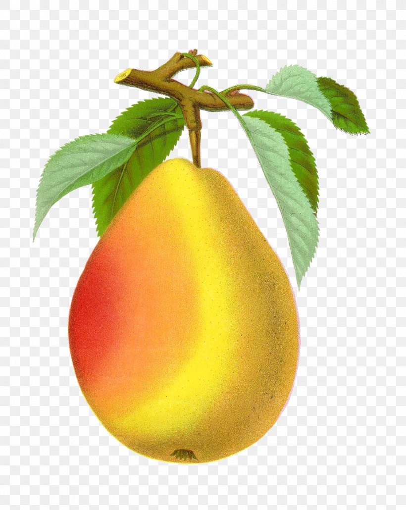 Drawing Pear, PNG, 1273x1600px, Drawing, Apple, Art, Botanical Illustration, Food Download Free