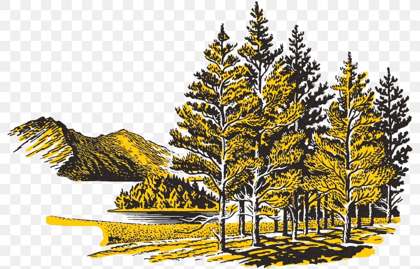 History Of Wolves Illustration Cluny Brown Image Thunder Bay, PNG, 792x526px, Thunder Bay, American Larch, Book, Branch, Colorado Spruce Download Free