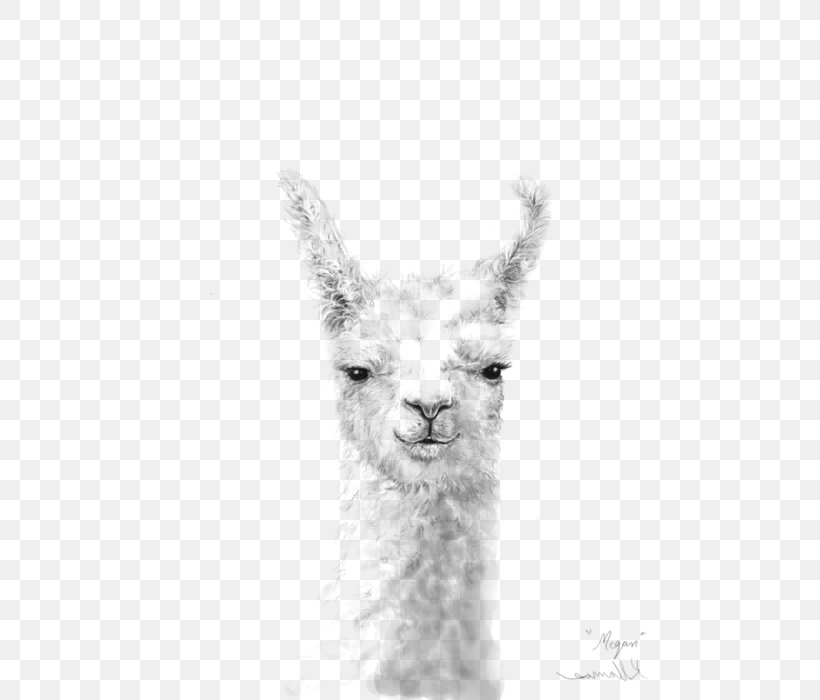 Llama Alpaca Printing Canvas Print Drawing, PNG, 525x700px, Llama, Alpaca, Art, Artist, Black And White Download Free