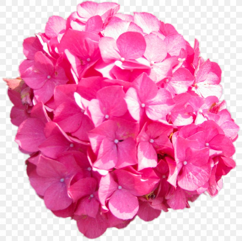 Pink Flower French Hydrangea Petal, PNG, 1195x1192px, Pink, Cornales, Cut Flowers, Flores De Corte, Flower Download Free